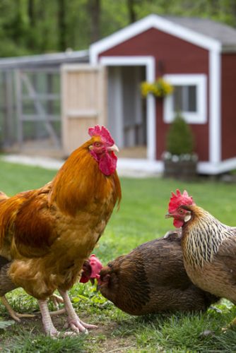 Raising Roosters and Hens